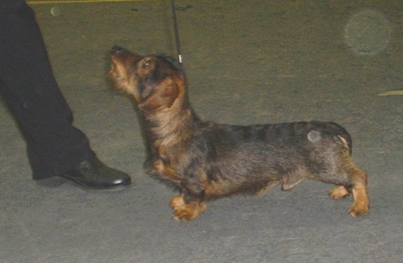 Drakesleat dachshunds store